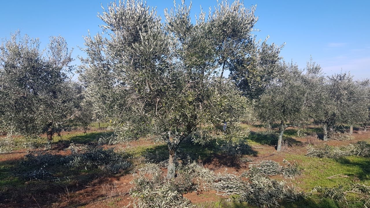 OLIVO 