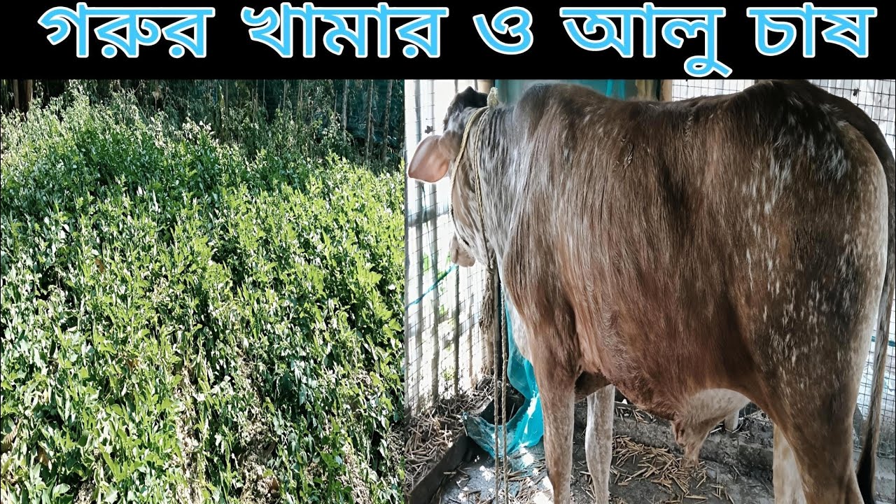 কৃষি ব্যবসার সেরা আইডিয়া | গরুর খামার ও আলু চাষ 🌱