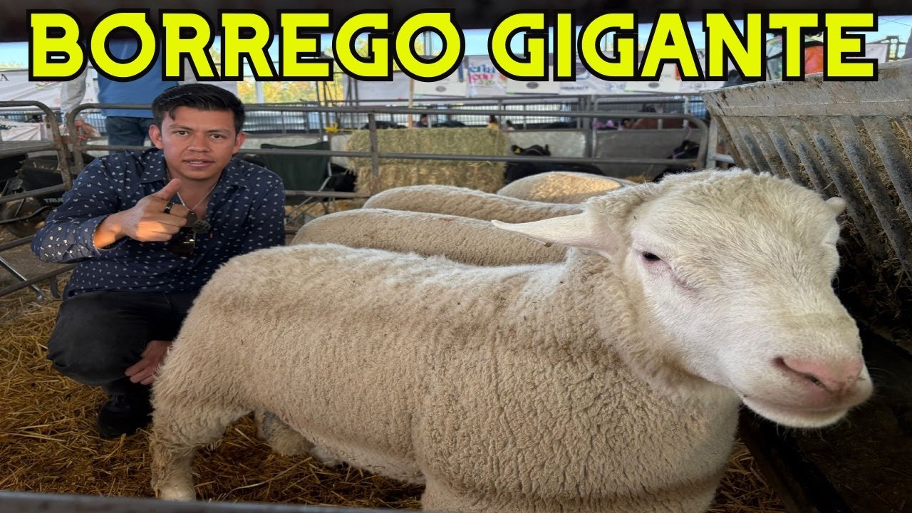 Descubrí una raza de BORREGO que no conocía… y me sorprendió