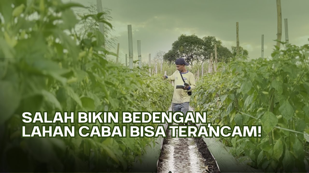 KESALAHAN BEDENGAN & LEP YANG BIKIN CABAI TUMBANG - KITA BAHAS TUNTAS! | METODE SENIMAN PERTANIAN