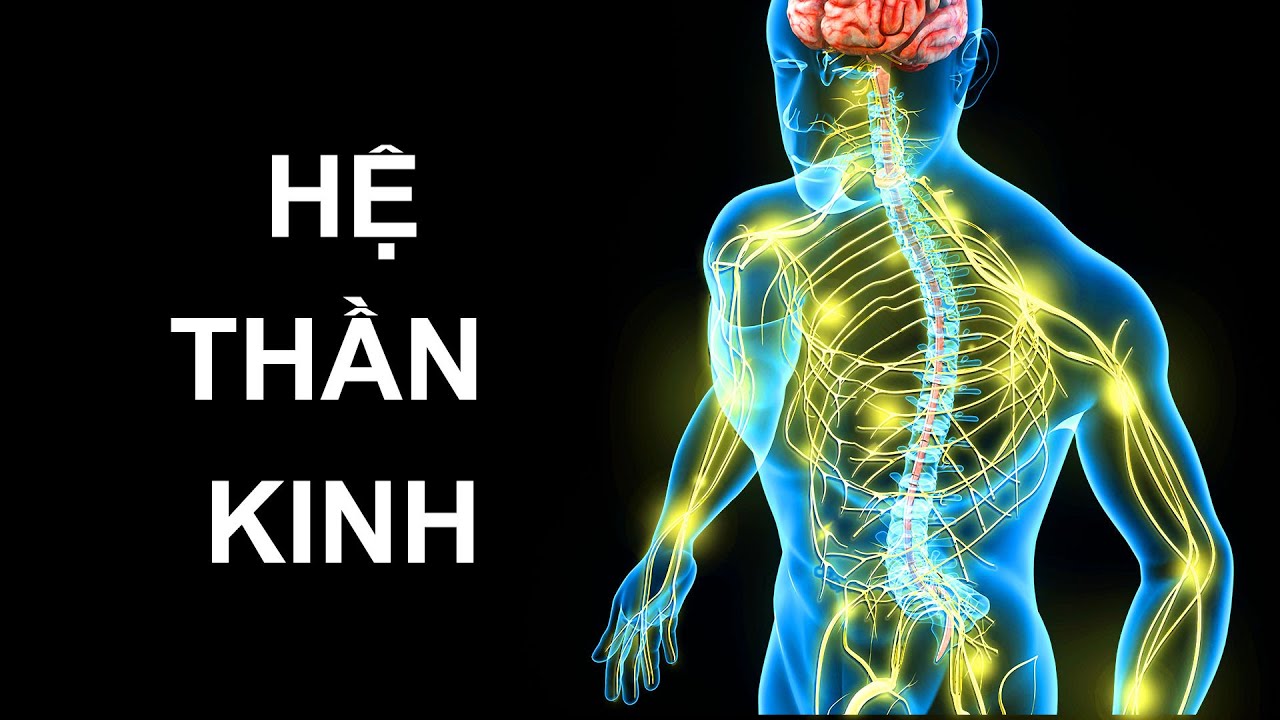 Hành Trình Khám Phá Hệ Thần Kinh