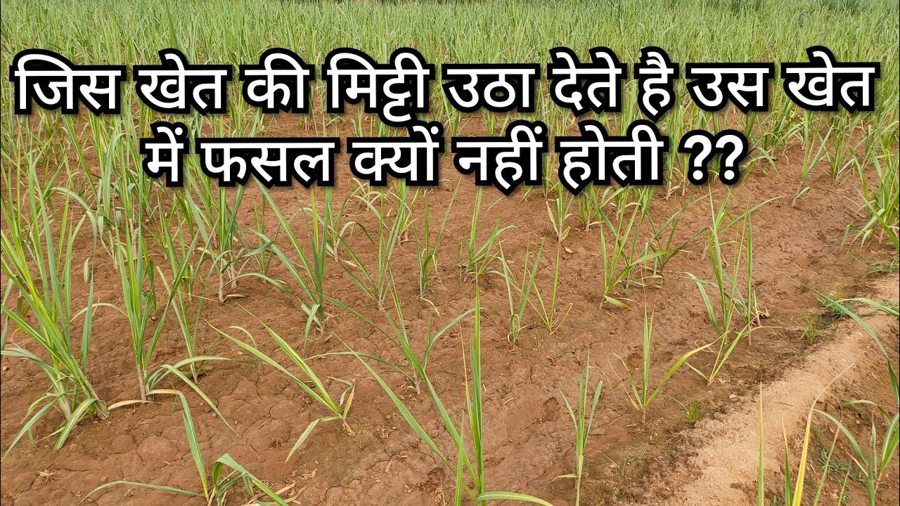 खेत में से मिट्टी उठाने के बाद फसल कमजोर क्यों रह जाती है