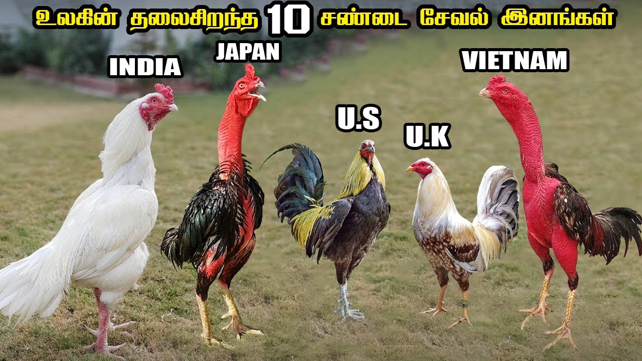 Top 10 Roosters in Tamil | உலகின் தலைசிறந்த 10 சேவல் இனங்கள் | Savage Point