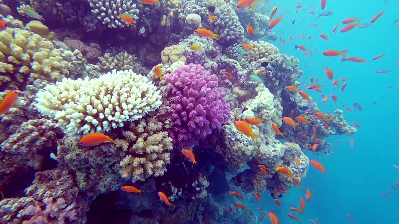 20180325 bis 0401 Gorgonia Beach Ägypten 7min