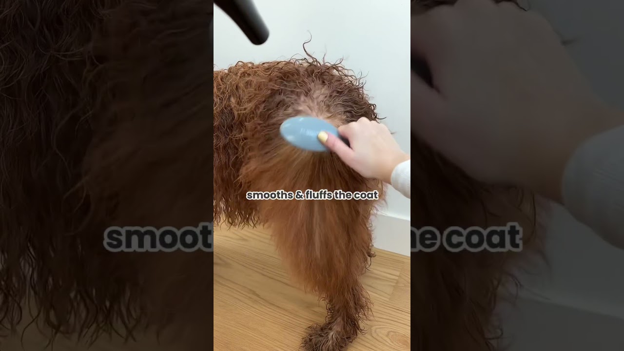 Why you need a gentle detangling brush when blow drying!