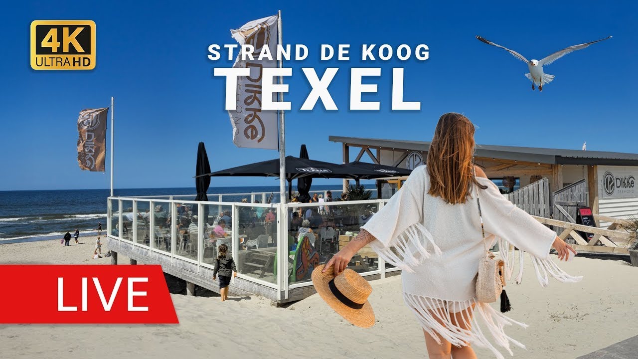 Live Webcam Texel: Strand De Koog (Paal 20) Dikke Zeehond | Zeezicht (Livecam Strand & Nordsee)