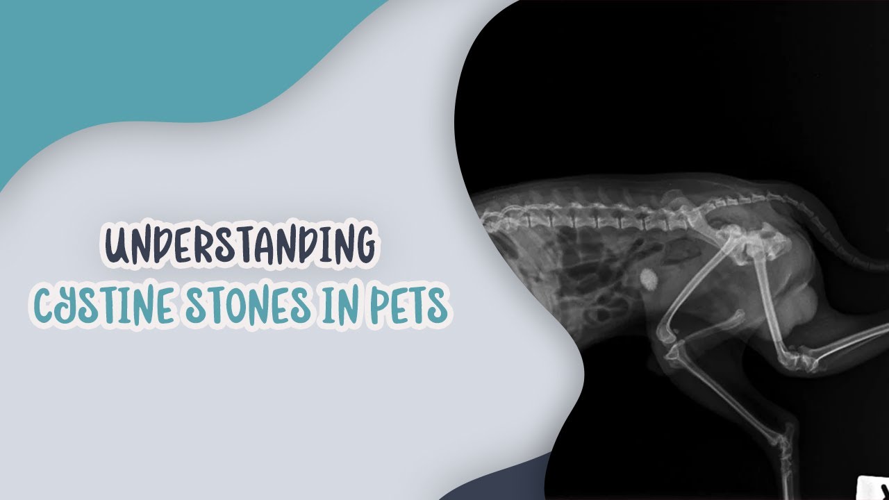 Understanding Cystine Stones in Pets