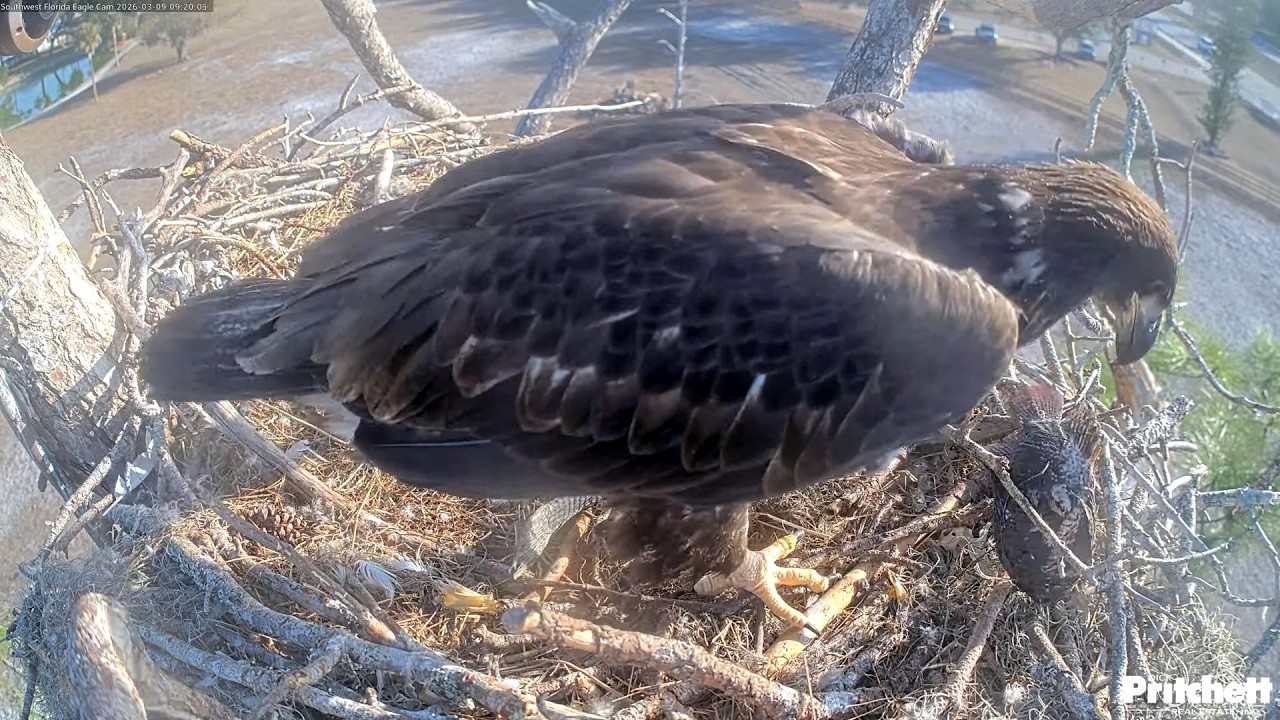 SWFL. Dad delivers a still-live fish for breakfast. You can't mess with prey 😀 /09:14/ 2026-03-09