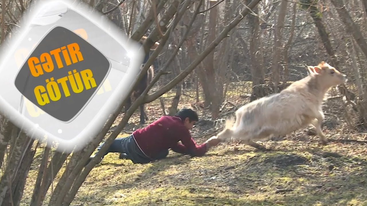 Gülüş dolu dəqiqələr hazır olun: Laçınının danayla imtahanı - Gətir-Götür