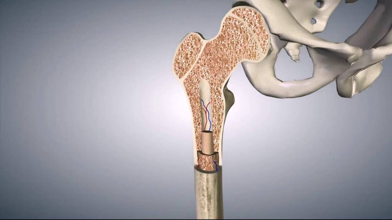 Estrutura dos ossos longos 3D