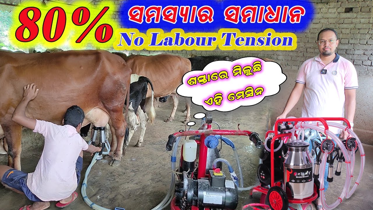 ମେସିନରେ ଗାଈ ଦୁହିଁବା ହେଲା ସହଜ || Easily to use Milking machine.