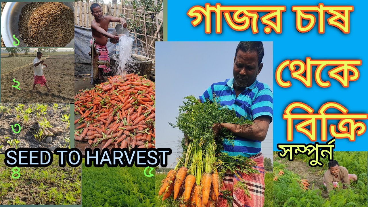 গাজর চাষ সম্পূর্ণ পদ্ধতি। carrots cultivating. seed to harvest.(@AmazingVillageLifestyles )