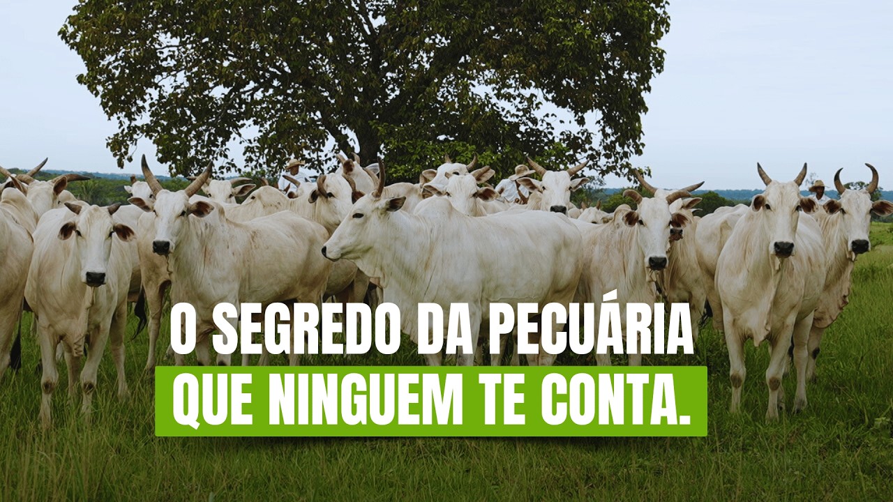 Pecuária 