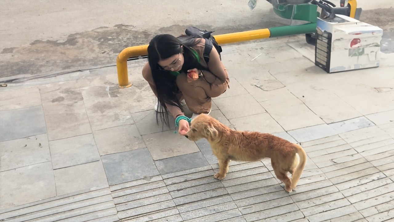 He Followed a Woman, Begging for a Home... But She Was Only a Tourist Miles Away
