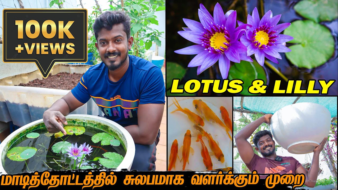 தாமரை மற்றும் அல்லி  பூ சுலபமாக வளர்க்கும் முறை | LOTUS & LILY Planting in Terrace Garden | nursery