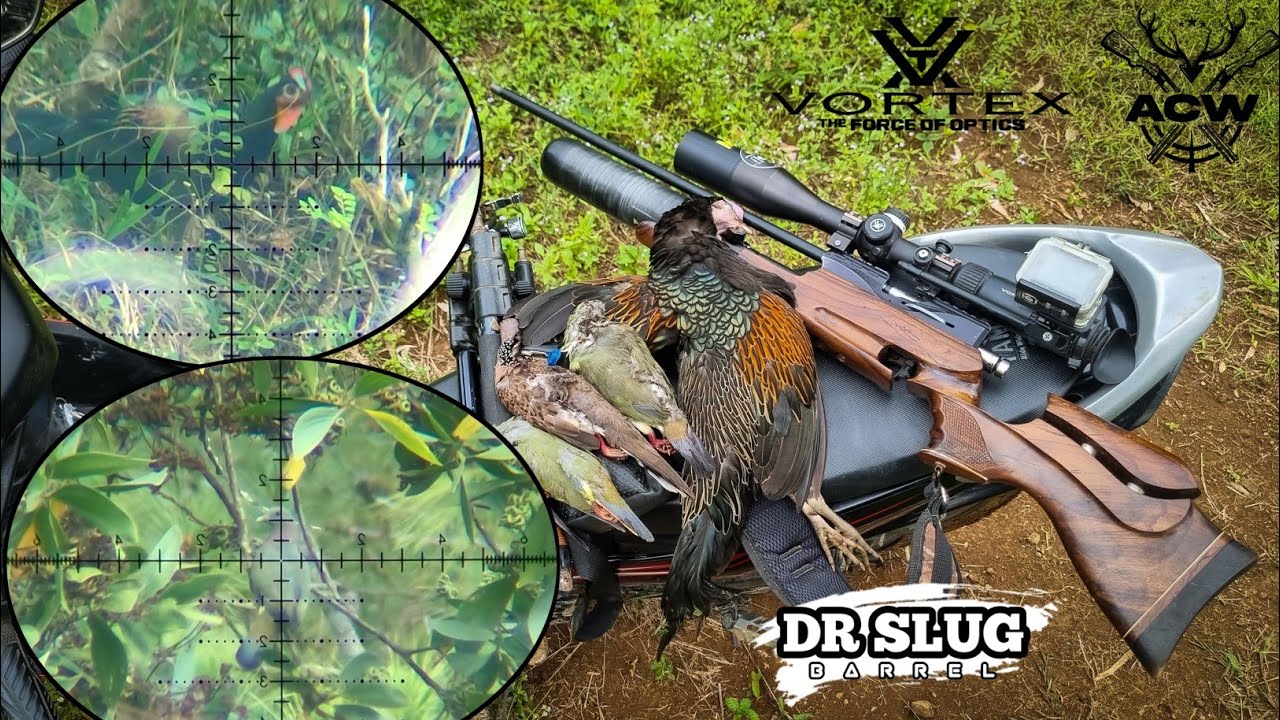 BERBURU // Ayam hutan. Punai dan tekukur // Spot pegunungan. Dr slug a10