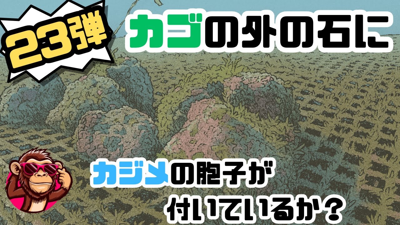 磯焼け対策【令和7年12月7日】カジメの周りの石を拾って、胞子が出ているか専門家に確認してもらう！！