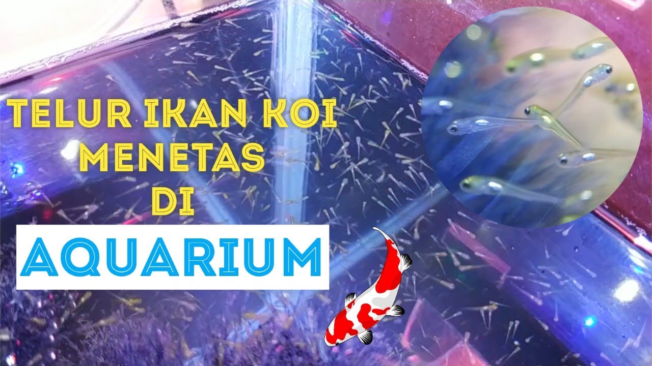 Proses Penetasan Telur Ikan Koi di Aquarium