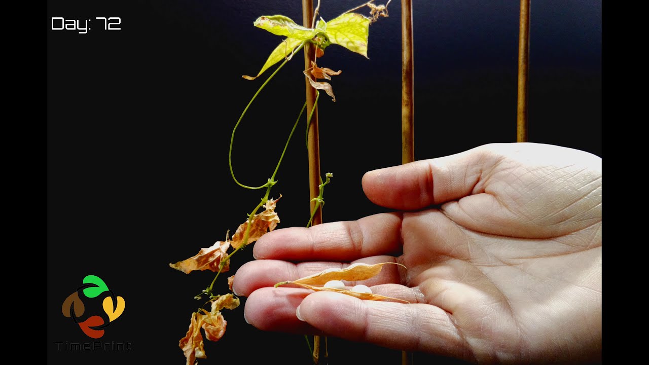Harvesting Beans Time Lapse | Bean Pod