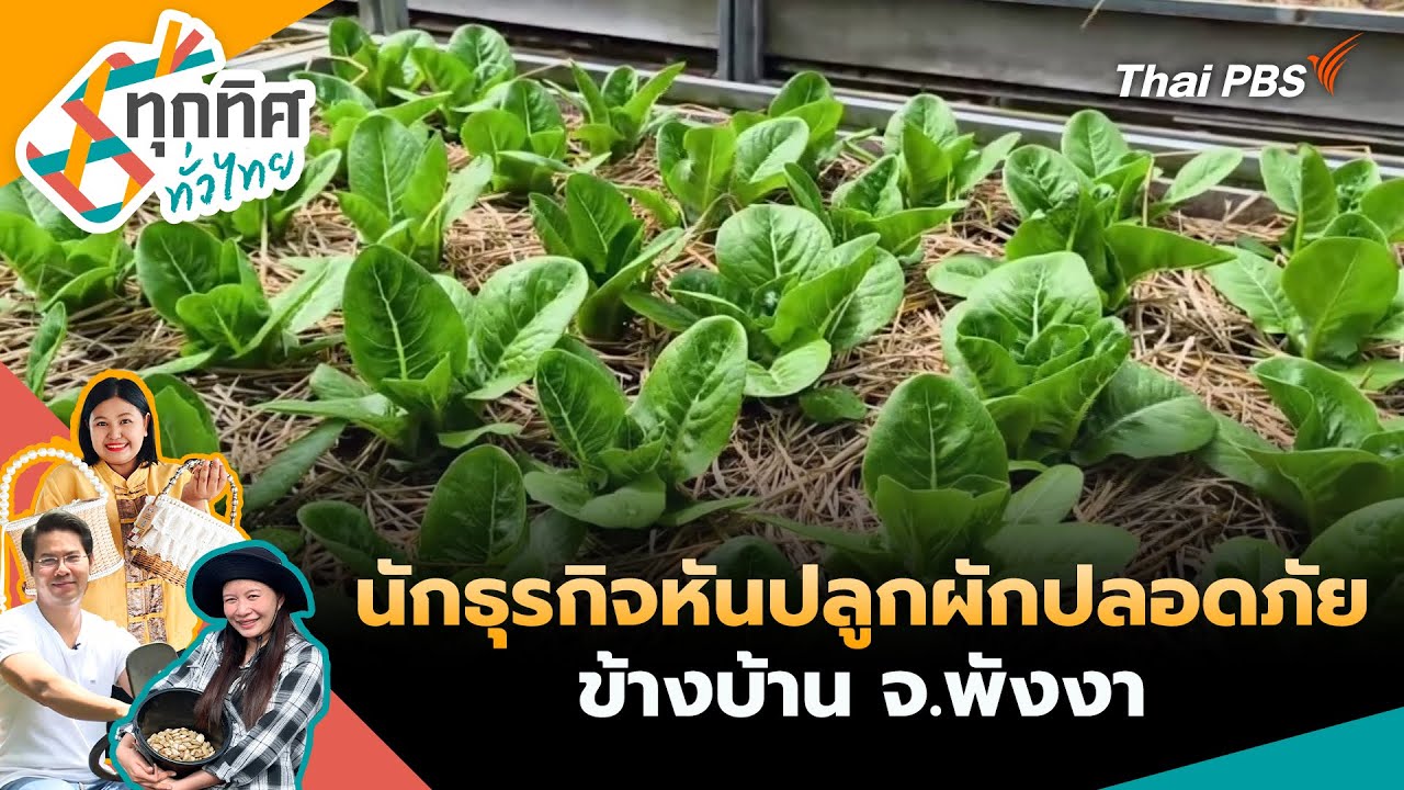 นักธุรกิจหันปลูกผักปลอดภัยข้างบ้าน จ.พังงา | ทุกทิศทั่วไทย | 27 ม.ค. 69