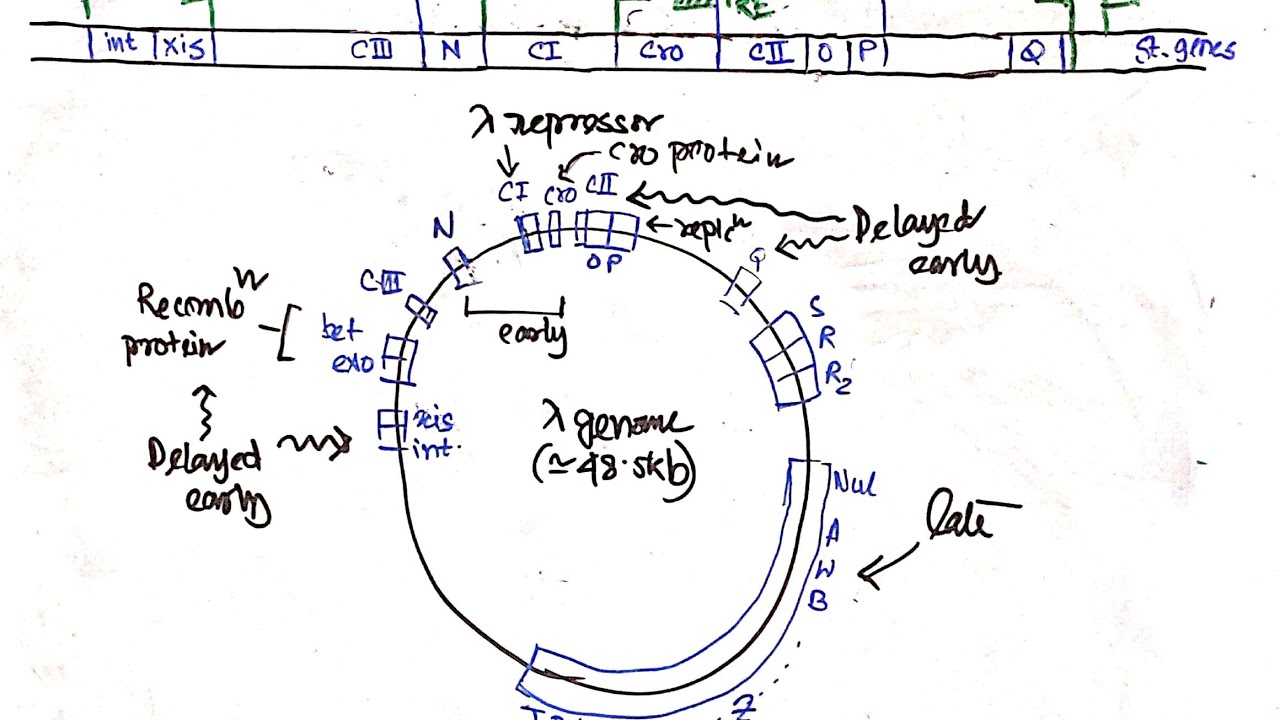 ELS Class- Virology: Part 1: Lambda phage strategies - lambda genome, promoters and operaters