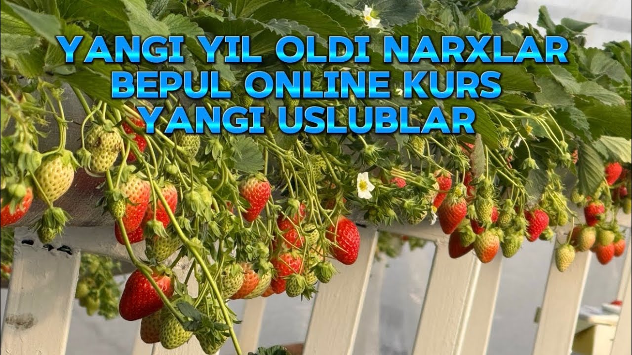26- dekabr narxlar , online kurs va asosiy malumotlar ,yangi uslublar 