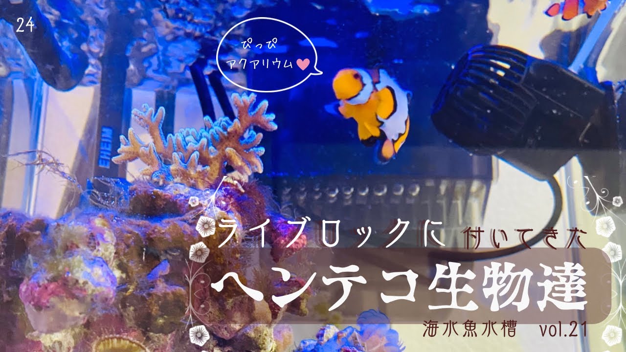 ライブロックに付いてきたヘンテコ生物達✳︎海水魚水槽✳︎ぴっぴアクアリウム✳︎2023年9月
