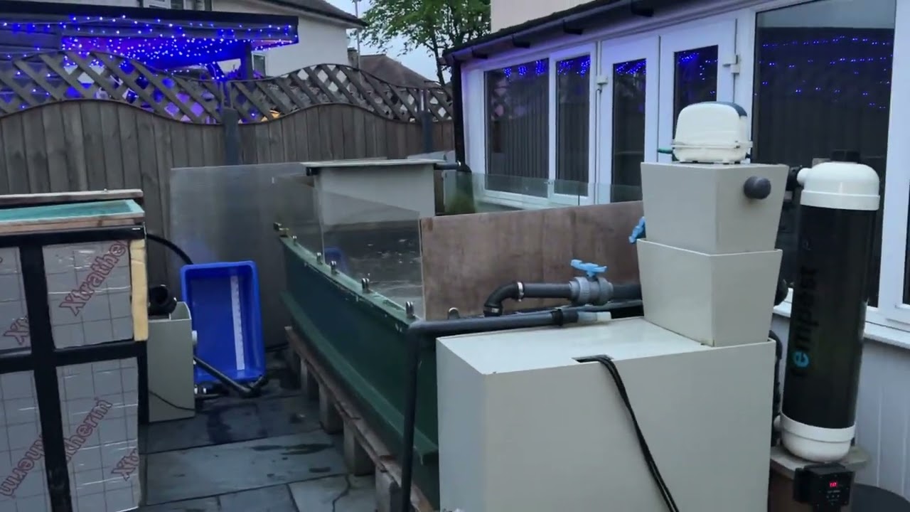500 gallon koi tank install sorting ponds out at home and the polly tunnel is down #koi #pond
