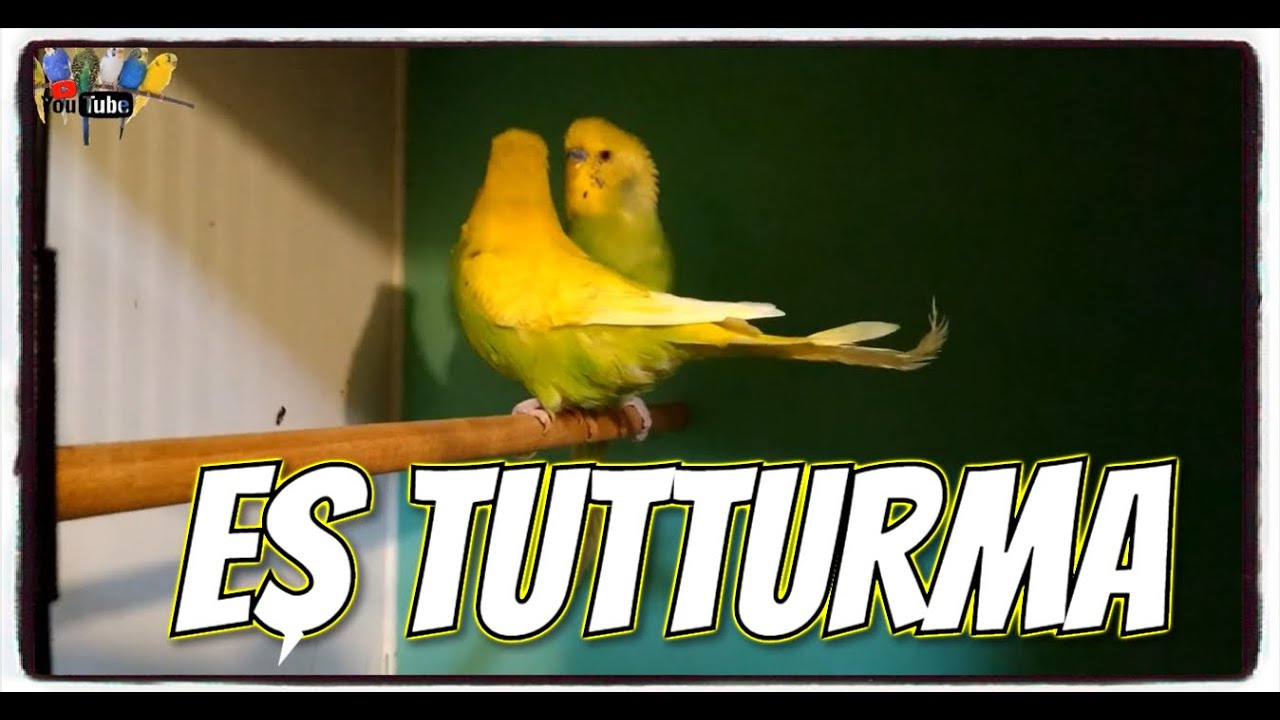 MUHABBET KUŞLARINIZ EŞ TUTMUYOR & YAVRU ALAMIYOR MUSUNUZ !!!