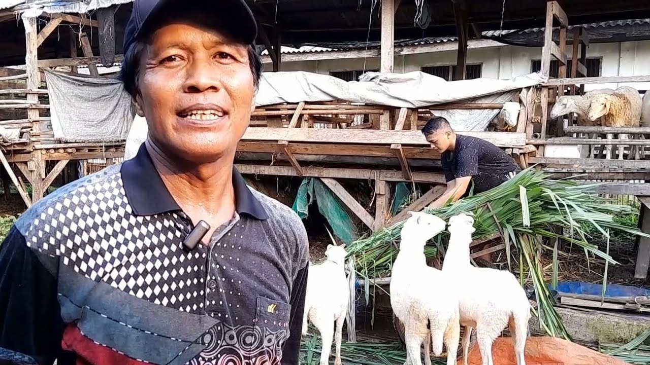 PAKET BREEDING KLS A, PEJANTAN BIG KE CIASEM SUBANG