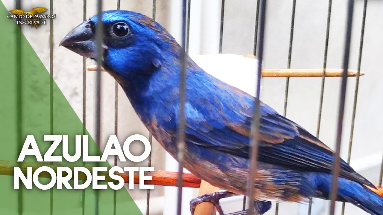 BELO CANTO DO AZUL&Atilde;O DO NORDESTE - &Aacute;udio para Encarte / Treino / Esquentar !!!