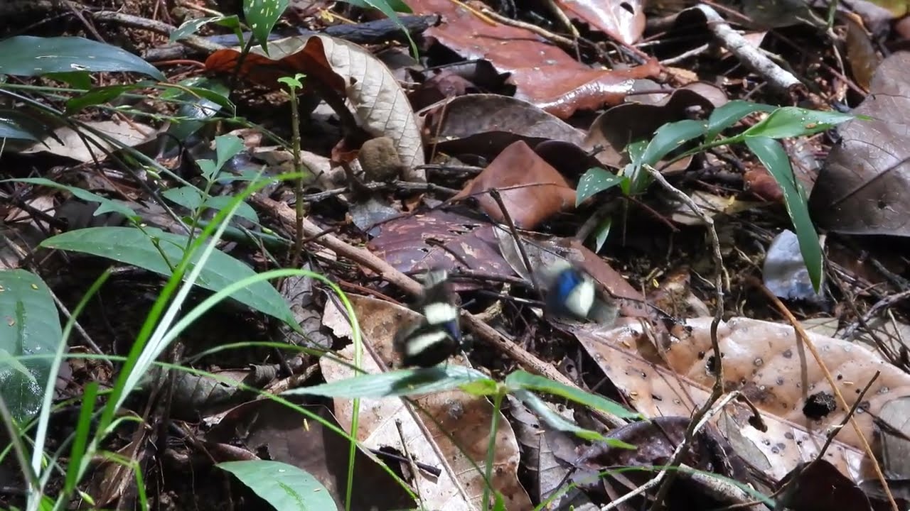 Butterflies Battle!!! sommerfugler kamp!!!???معركة الفراشات !!!؟؟؟蝴蝶大战 ？蝶の戦い! Batalla de Mariposas!