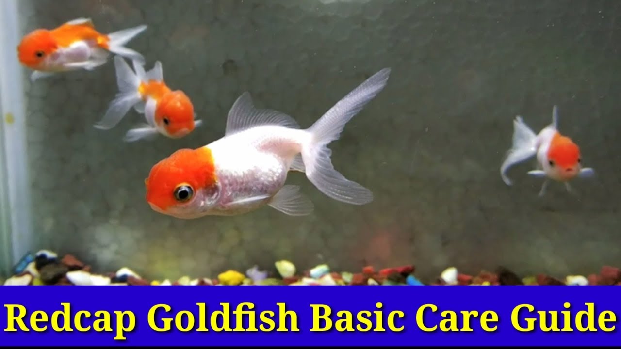 Red Cap Goldfish Basic Care Guide