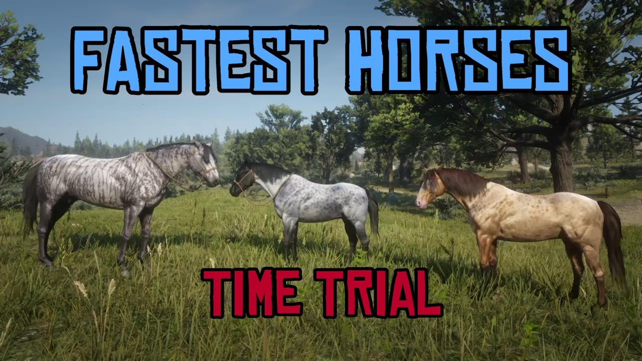 Fastest Horses Time Trial : Missouri Fox Trotter v Brindle Thoroughbred v Reverse Dapple Roan Nokota