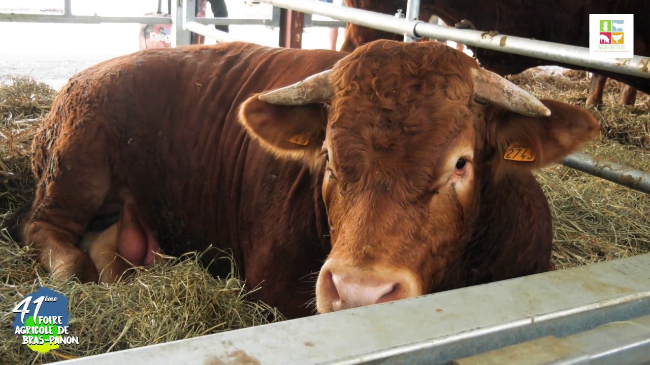 Concours des animaux de boucherie (bovins) foire de Bras-Panon