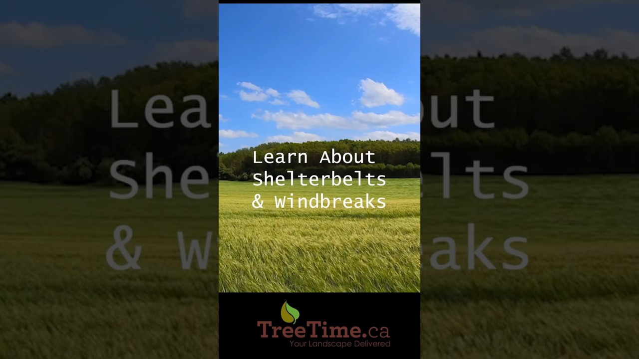 Shelterbelts & Windbreaks: Everything You Need to Know!