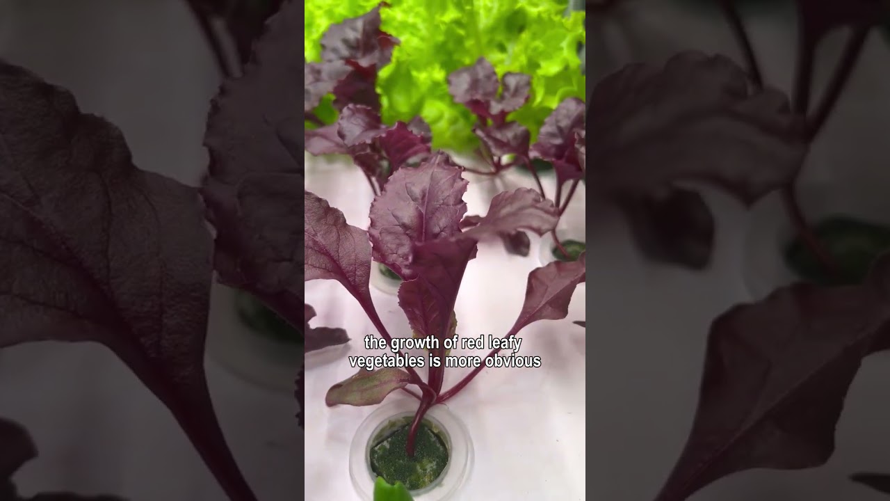 Why do vegetables grow so differently?- Grow Lights Comparison Test 4