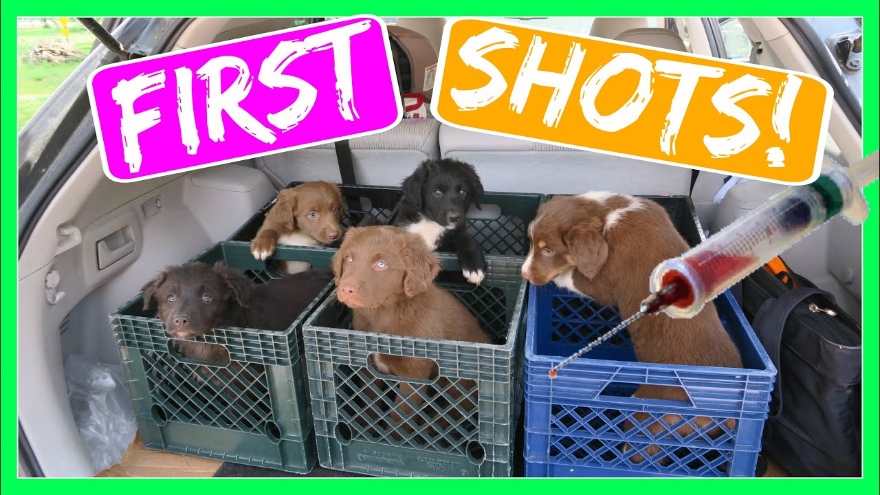 FIRST SHOTS: 8 WEEK OLD PUPPIES! (DAY 492)