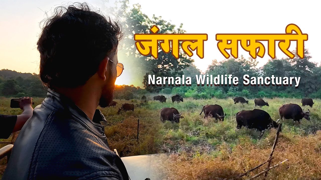 Narnala Wildlife Sanctuary Safari | #melghat Tiger Reserve