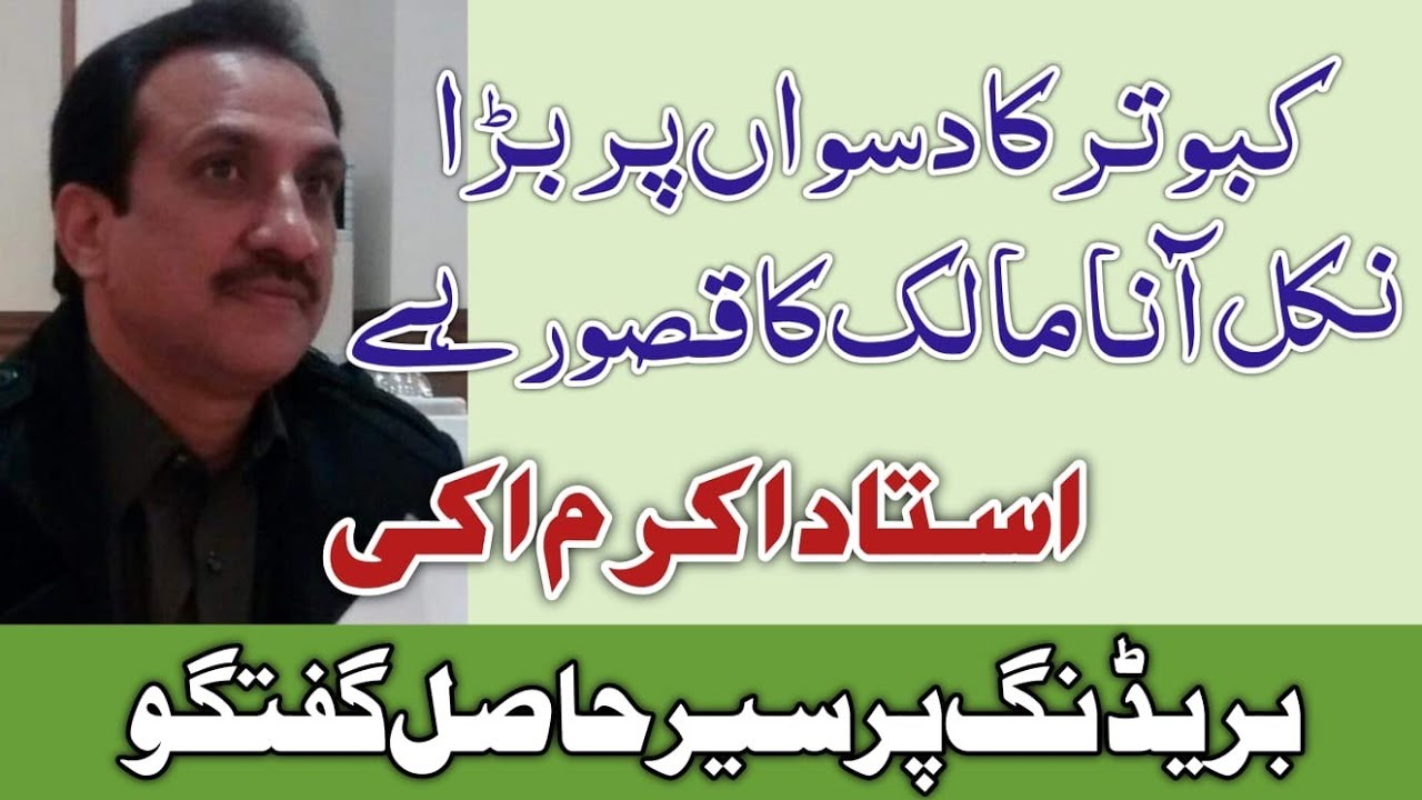 A Big Name In Pigeon Breeding || Ustad Akram Aki