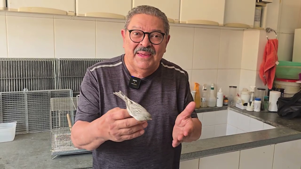 APRENDA SOBRE CANÁRIO ÁGATA COM O CAMPEÃO MUNDIAL KLÉBER VASCONCELOS