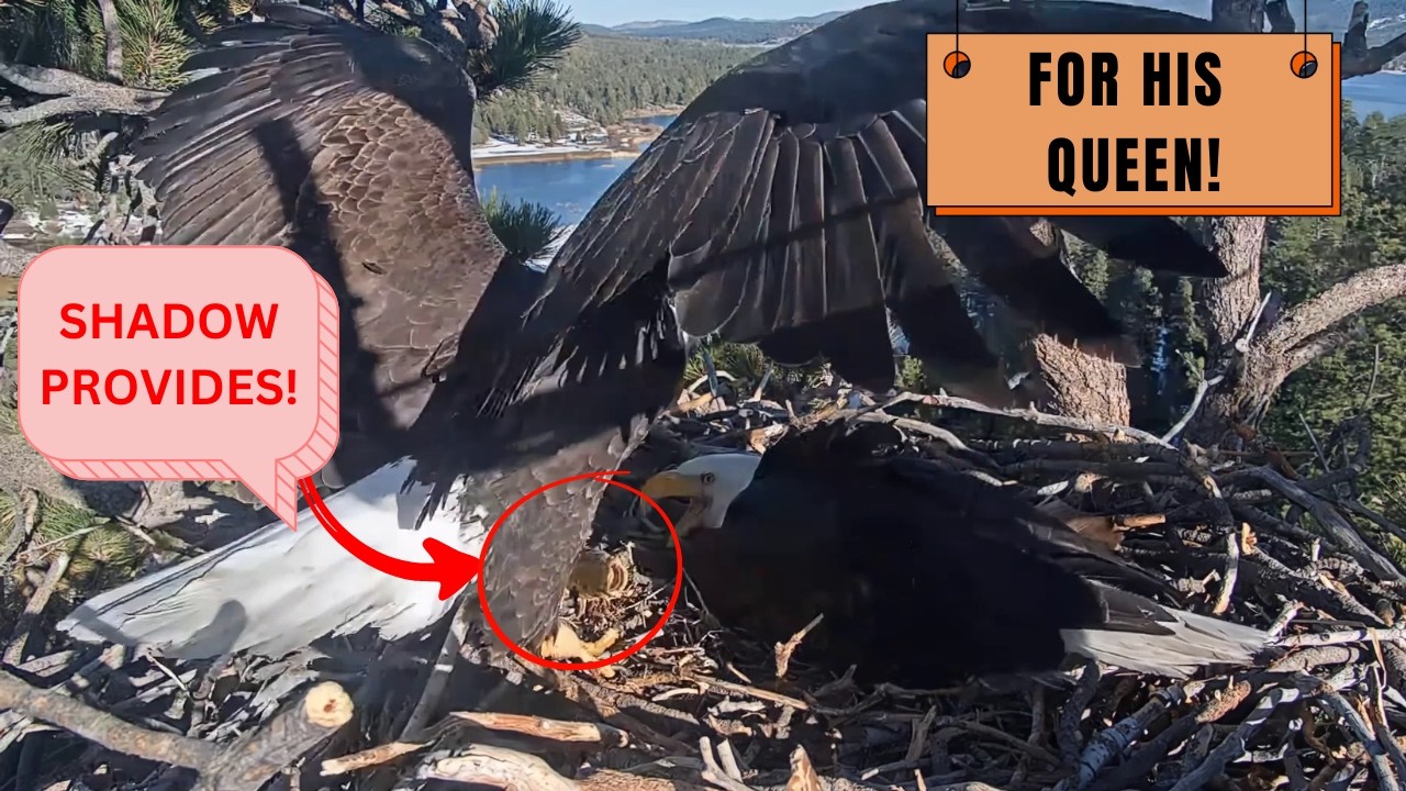 Fit for a Queen! 👑 Shadow Delivers Beautiful Fish to Jackie! | Big Bear Eagles FOBBV