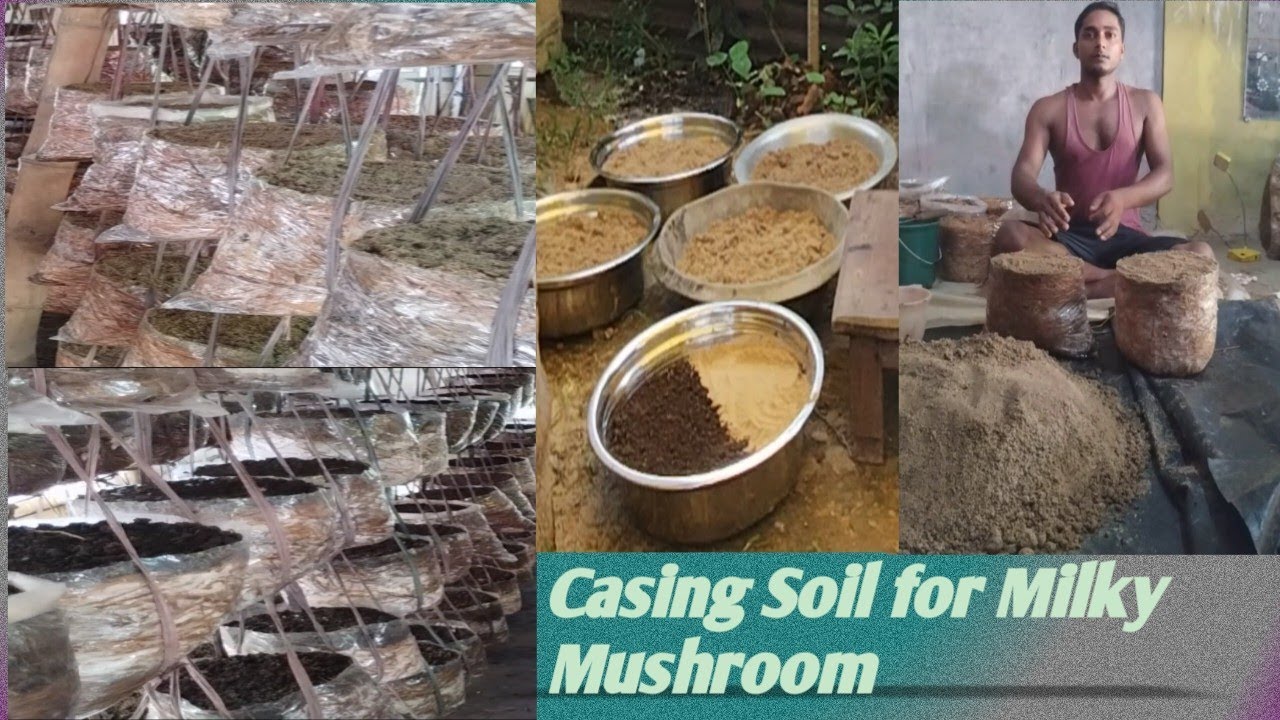 Casing Soil for Milky Mushroom,#Organic #milky #mushroom