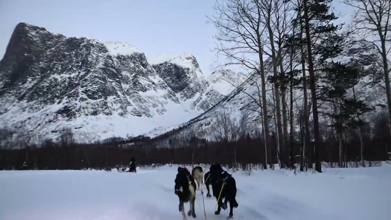 Husky sledding in Storslett, Norway