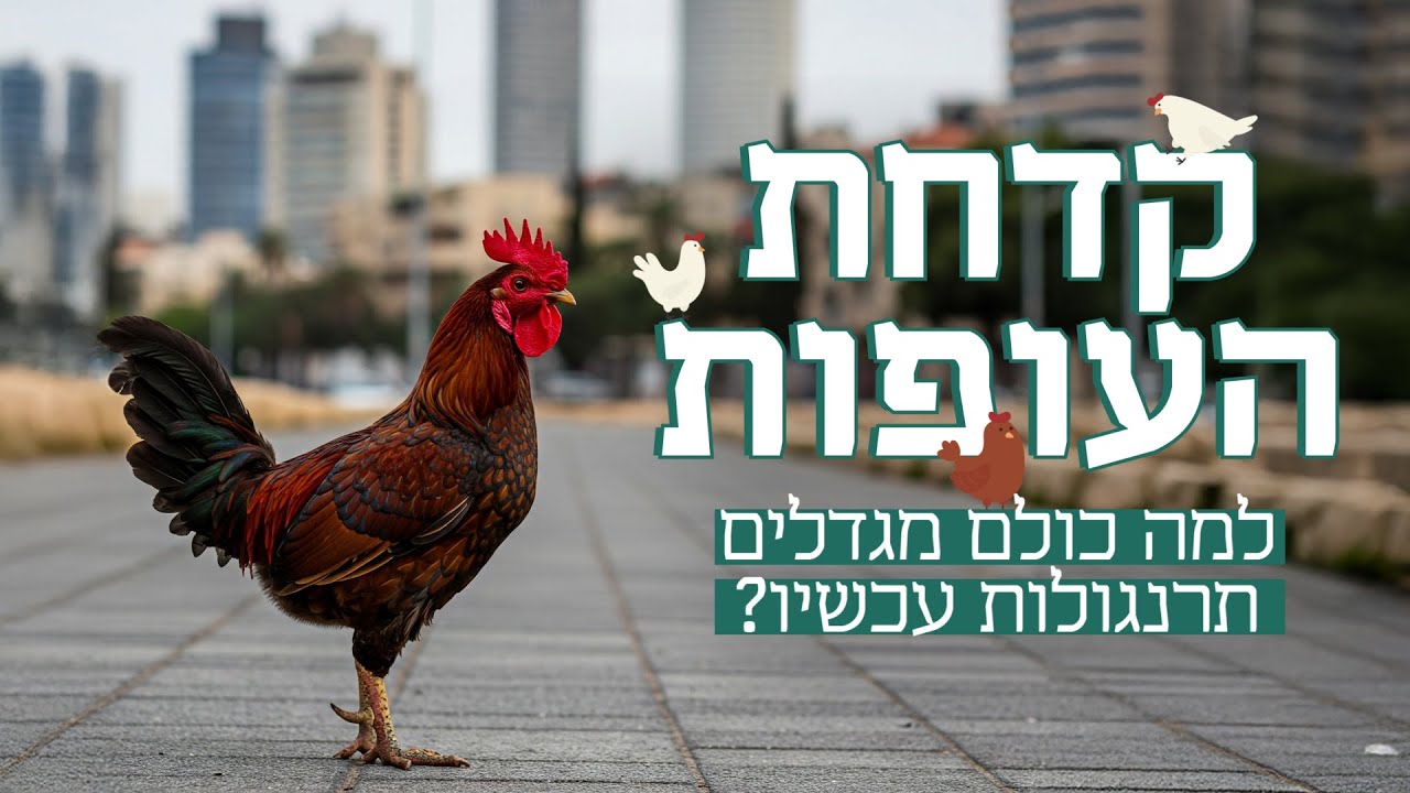 יש להם ביצים: האנשים שמגדלים תרנגולות בבית