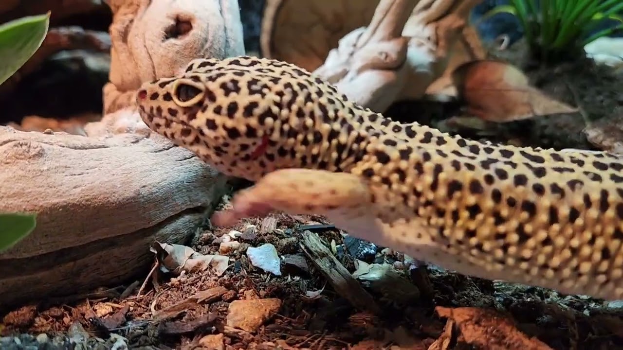 Buddy roaming