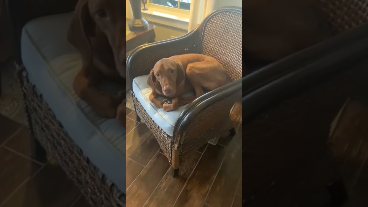 Charlie is chillin #dog #doggo