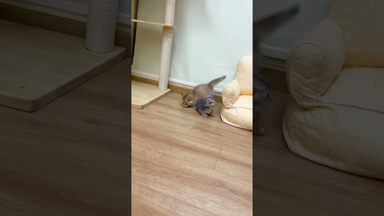 Zabawy małych kotk&oacute;w! 🐾😻 Słodkie figle w mini rozmiarze! #shorts