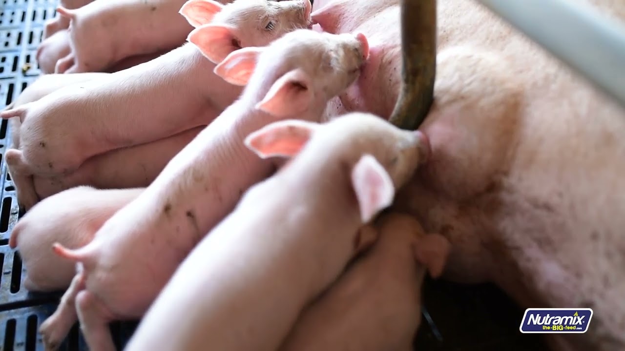 Nutramix - Record Keeping in Pig Production