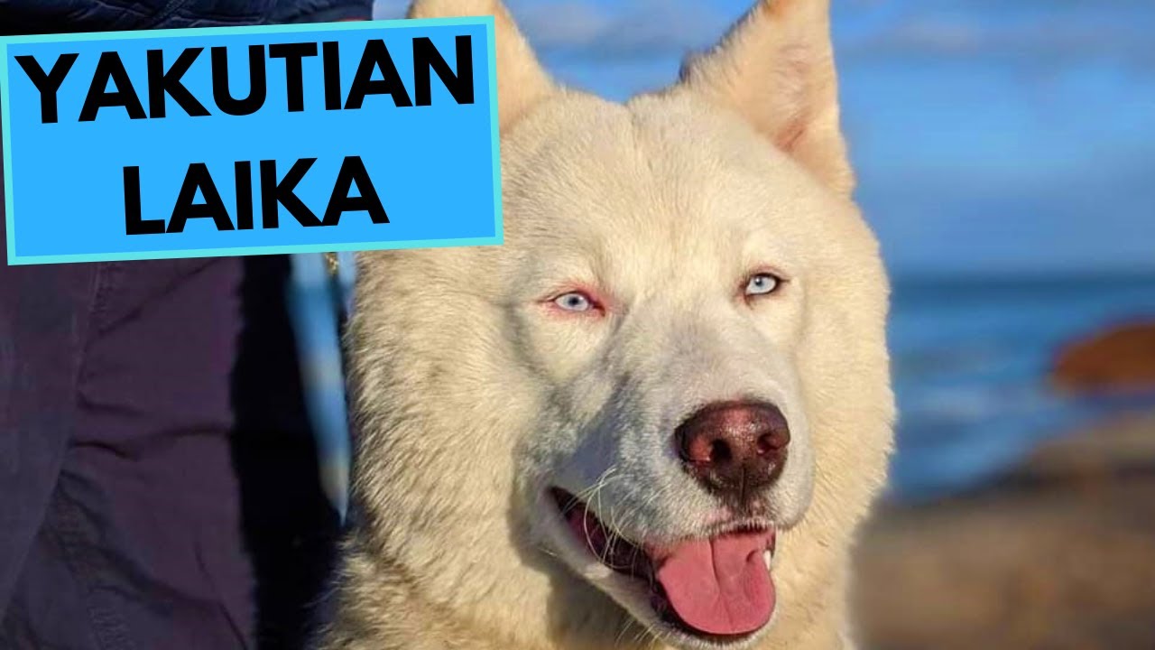 Yakutian Laika Dog Breed - Facts and Information